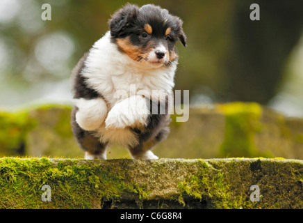 Australian Shepherd Dog - chiot - en cours Banque D'Images