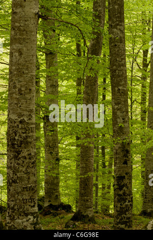 Bois de hêtre au printemps, dans les montagnes de Rila Bulgarie Banque D'Images