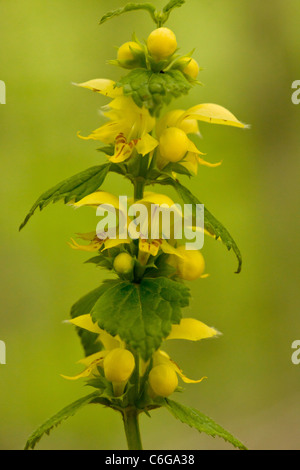 Lamiastrum galeobdolon, Archange jaune en fleur au printemps. Banque D'Images