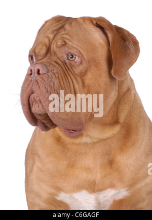 Portrait de Dogue de Bordeaux isolated on white Banque D'Images