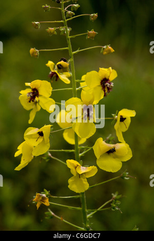 Espèce de Molène, Verbascum blattaria en fleur ; naturalisé au Royaume-Uni. Banque D'Images