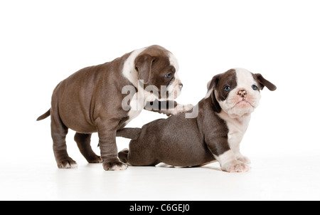 - Deux Chiots bulldog Anglais - lecture Banque D'Images