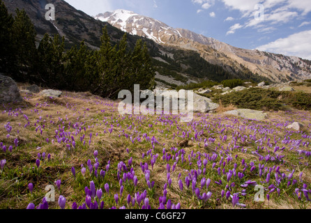 Masses d'un crocus Crocus sauvages, veluchensis dans le massif du Pirin, centre de la Bulgarie Banque D'Images
