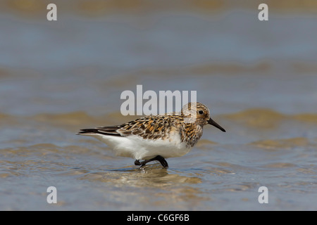 Bécasseau sanderling Calidris alba / dans l'eau Banque D'Images