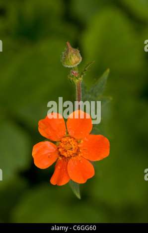 Benoîte écarlate, Geum coccineum dans les montagnes de Pirin, Bulgarie Banque D'Images