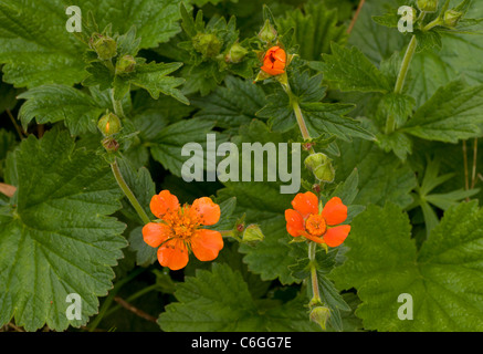 Benoîte écarlate, Geum coccineum dans les montagnes de Pirin, Bulgarie Banque D'Images