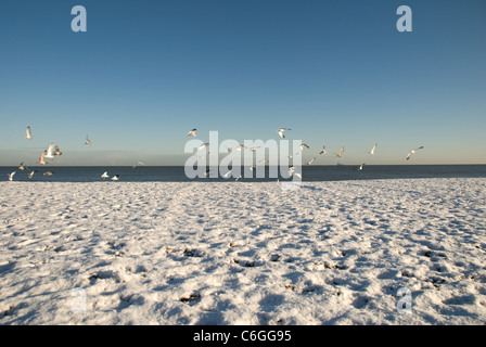 Les mouettes en quête de nourriture dans la neige sur la plage d'Aldeburgh. Banque D'Images