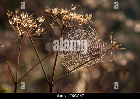 Semences de plantes d'une tête avec une toile d'araignée couverte de rosée dans l'automne Banque D'Images