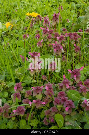 Red Dead-nettle, Lamium purpureum en fleur. Mauvaises herbes généralisée.