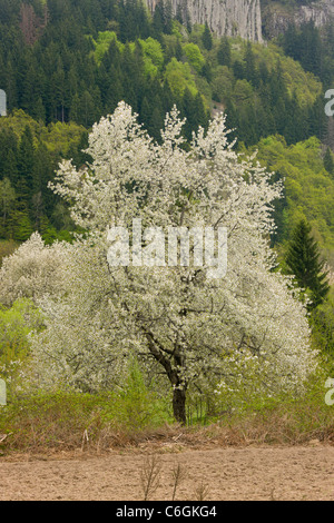 Le Merisier ou Gean, Prunus avium arbre dans un paysage de printemps ; montagnes Rhodopi, près de Smoljan, sud Bulgarie Banque D'Images