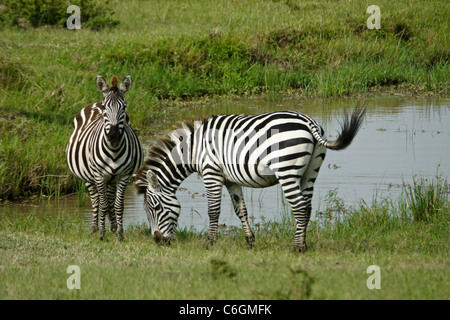 Des zèbres au point d'eau commun, Masai Mara, Kenya Banque D'Images