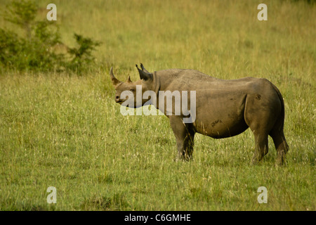 Le rhinocéros noir dans la savane, Masai Mara, Kenya Banque D'Images