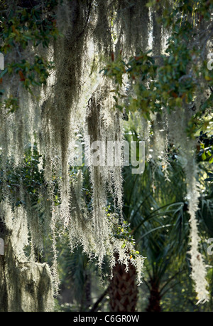 La mousse espagnole se bloque à partir d'un live Oak tree à Charleston, Caroline du Sud. Banque D'Images