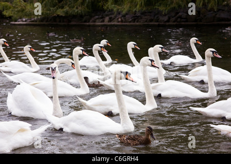 Cygnus olor. Les cygnes tuberculés sur la rivière à Stratford upon Avon. Banque D'Images