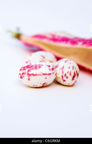 Phaseolus vulgaris. Les haricots Borlotti et pod sur un fond blanc. Banque D'Images