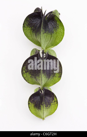 Nicandra physalodes. Les gousses immatures de la shoo-fly plante sur un fond blanc. Banque D'Images