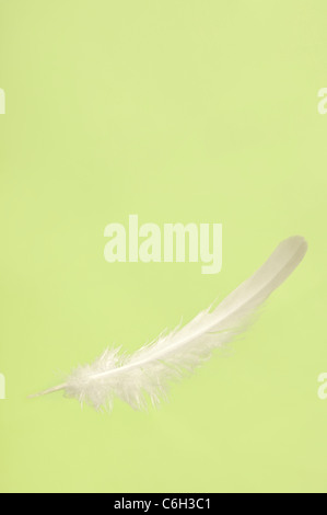 Plume d'oiseau délicat blanc tomber close-up sur fond vert clair isolé Banque D'Images
