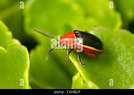 L'altise (disonycha sp.) Banque D'Images