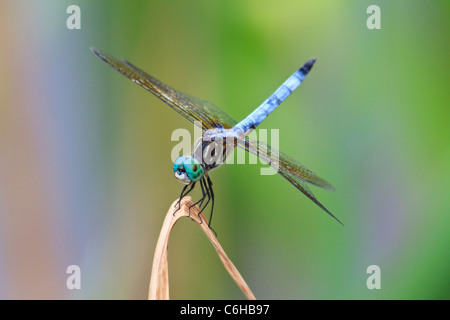 Dasher bleu libellule (Pachydiplax longipennis) Banque D'Images