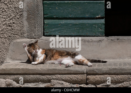 Un chat calico réside dans le soleil et se nettoie elle-même sur une porte s'abaisser dans le village de Riomaggiore, Cinque Terre, Italie. Banque D'Images