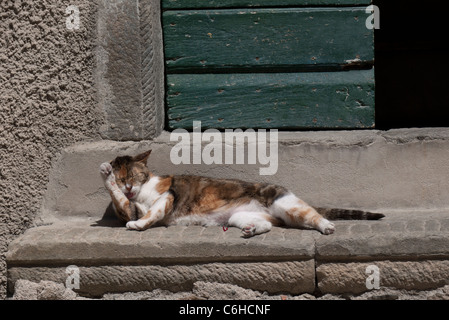 Un chat calico réside dans le soleil et se nettoie elle-même sur une porte s'abaisser dans le village de Riomaggiore, Cinque Terre, Italie. Banque D'Images