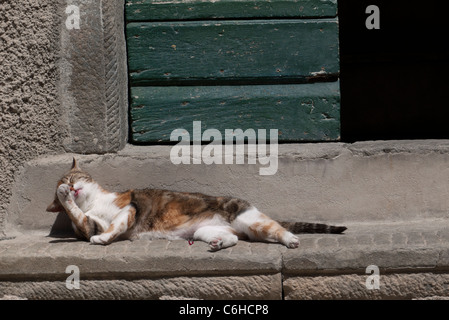 Un chat calico réside dans le soleil et se nettoie elle-même sur une porte s'abaisser dans le village de Riomaggiore, Cinque Terre, Italie. Banque D'Images