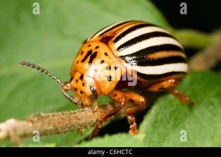 Le doryphore de la pomme de terre (Leptinotarsa decemlineata) Banque D'Images