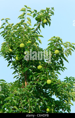 Osage orange tree (Maclura pomifera) montrant le fruit de l'arbre. Banque D'Images