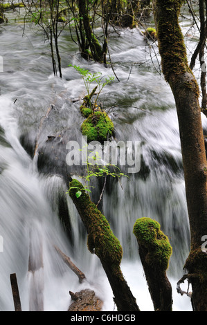 Cascade de l'eau entre les arbres couverts de mousse dans la réserve naturelle de Jiuzhaigou, un UNESCO World Heritage site. Au Sichuan, en Chine. Banque D'Images