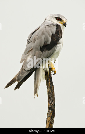 Black-winged Kite (Elanus caeruleus) perché sur une branche pendant la mousson. L'Inde Banque D'Images