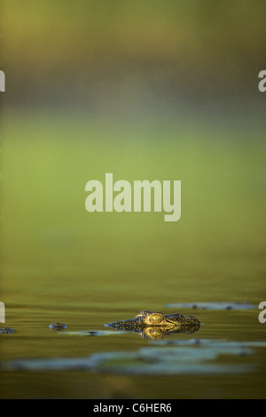 Le crocodile du Nil (Crocodylus niloticus) dans l'eau avec les yeux seulement montrant Banque D'Images