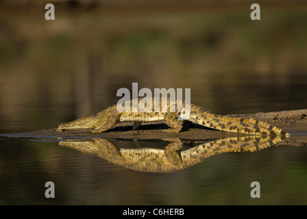 Sur banc Crocodile reflète dans surface de l'eau Banque D'Images