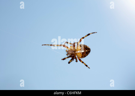 Jardin araignée Araneus diadematus Banque D'Images