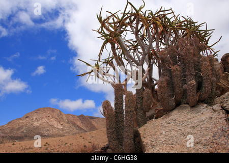 Paysage désertique avec plante Hoodia dans l'avant-plan Banque D'Images