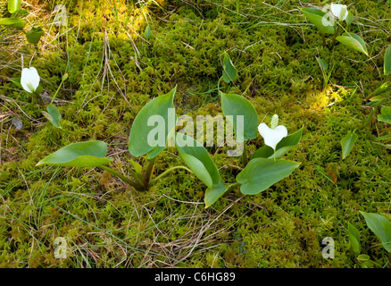 Bog Arum ou Calla des marais, Calla palustris, Meenikunno Maastikukaitseala bog, en Estonie. Banque D'Images