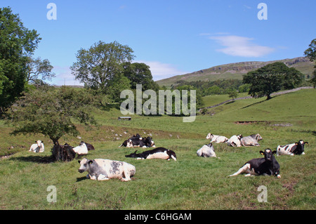 Pluie. Jeter les vaches dans un champ du Yorkshire Banque D'Images