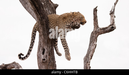 Leopard reposant sur une branche dans un arbre mort Banque D'Images