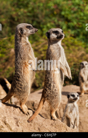 Les suricates groupe familiale vue du côté du zoo de Twycross Banque D'Images