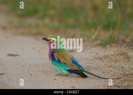 Lilac breasted roller assis sur le sol Banque D'Images