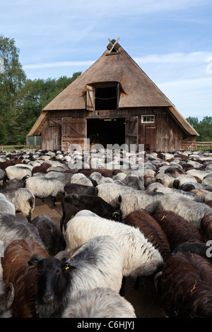 Abri et troupeau de moutons Heath allemande près de Wilsede, Luneburg Heath, Basse-Saxe, Allemagne Banque D'Images