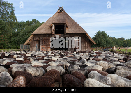 Abri et troupeau de moutons Heath allemande près de Wilsede, Luneburg Heath, Basse-Saxe, Allemagne Banque D'Images