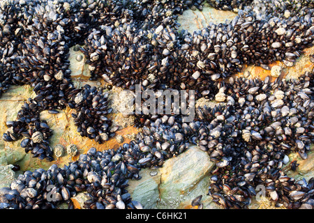 Close up de moules sur les rochers Banque D'Images