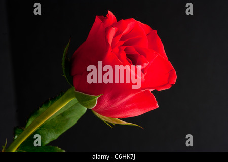 Close up rosebud rouge sur fond noir Banque D'Images