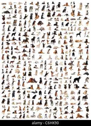 Image composite avec des chiens de race pure dans un fond blanc Banque D'Images