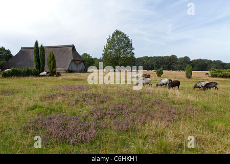 Abri et troupeau de moutons Heath allemande près de Wilsede, Luneburg Heath, Basse-Saxe, Allemagne Banque D'Images