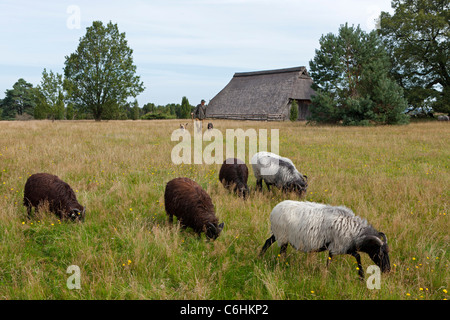 Berger avec son troupeau de l'allemand près de Heath Wilsede, Luneburg Heath, Basse-Saxe, Allemagne Banque D'Images