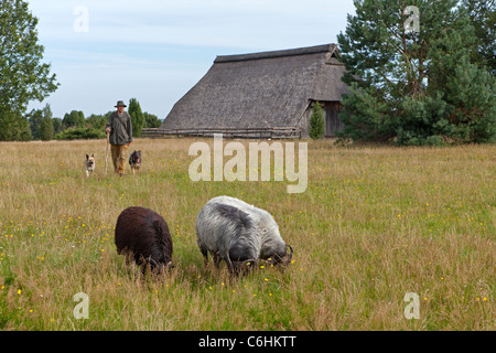 Berger avec son troupeau de l'allemand près de Heath Wilsede, Luneburg Heath, Basse-Saxe, Allemagne Banque D'Images