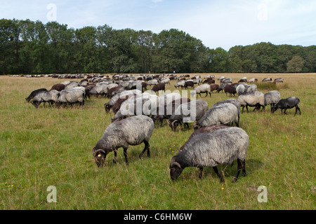 Troupeau de Heath allemande près de Wilsede, Luneburg Heath, Basse-Saxe, Allemagne Banque D'Images