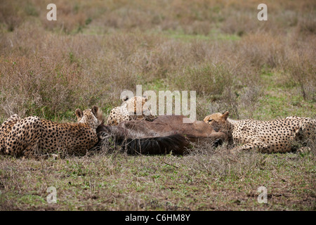 Trois guépards mâles se nourrissent de proies, Acinonyx jubatus, Serengeti, Tanzania, Africa Banque D'Images