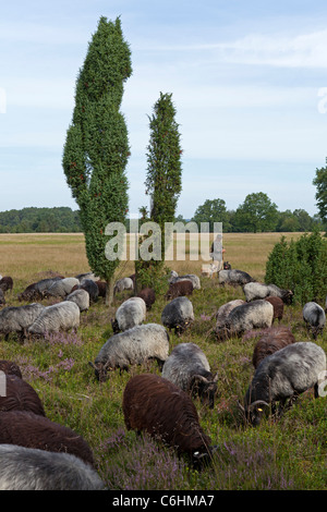 Berger avec son troupeau de l'allemand près de Heath Wilsede, Luneburg Heath, Basse-Saxe, Allemagne Banque D'Images